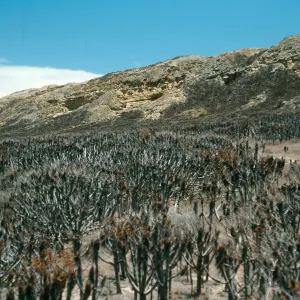 San Nicolas Island, North coastal flats, near rock jetty