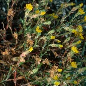 Malacothrix, San Nicolas Island