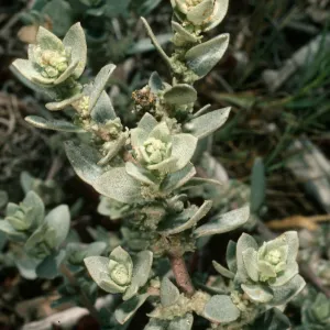 Atriplex leucophylla, UCSB campus beach