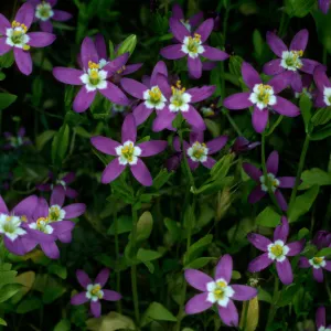 San Nicolas Island, Centaurium venustum, base of NAVFAC grade