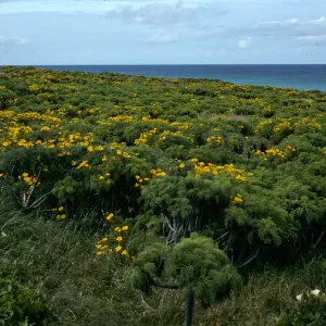 San Nicolas Island, Coreopsis, Northeast end