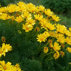 San Nicolas Island, Coreopsis gigantea, Northwest of airfield