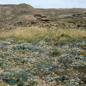 San Nicolas Island, Eriogonum grande timorum, East of Dutch Harbor