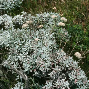 San Nicolas Island, Eriogonum grande timorum, Beach Road