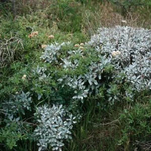 San Nicolas Island, Eriogonum grande timorum, Beach Road