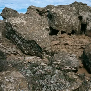 San Nicolas Island, Eriogonum grande timorum, Theodolite Road