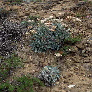 San Nicolas Island, Eriogonum grande timorum, West of South range marker poles (1st canyon)