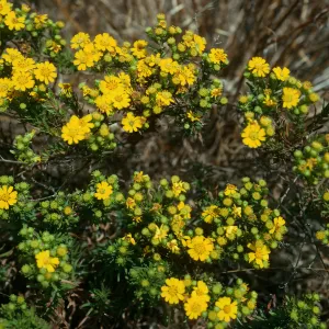 San Nicolas Island, Hemizonia clementina, North side of airstrip