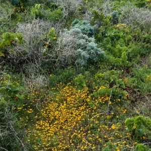 San Nicolas Island, Lasthenia, North shore