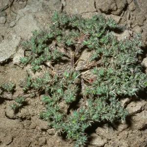 San Nicolas Island, Loeflingia squarrosa, SN-340