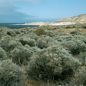 San Nicolas Island, Lupinus (Lupine),, flats, East of Corral Harbor