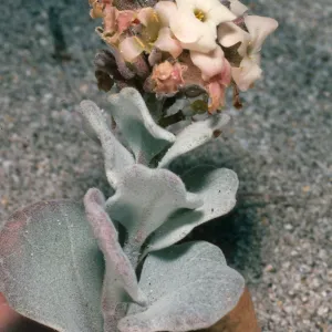 San Nicolas Island, Dithyrea maritima, Red Eye Beach