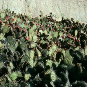 San Nicolas Island, Opuntia oricola, South of Jackson Hill