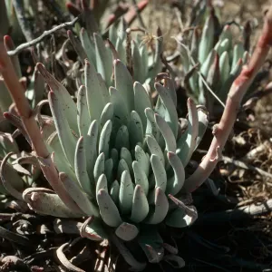 San Nicolas Island, Dudleya virens, West of NAVFAC