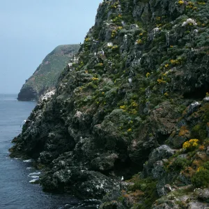 West Anacapa Island, onshore bluffs, just East of Rat Rock