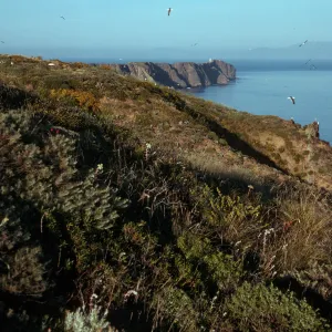 Middle Anacapa Island, near High Point, looking East