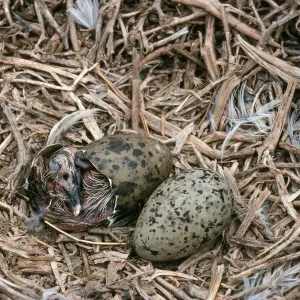 Middle Anacapa Island, gull chick hatching