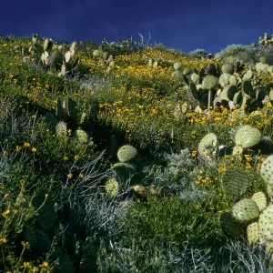 West Anacapa Island, Encelia, Opuntia (Prickly-pear), S-facing slopes, East of Summit Peak
