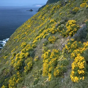 Middle Anacapa Island, Coreopsis, South side, near West Knife edge