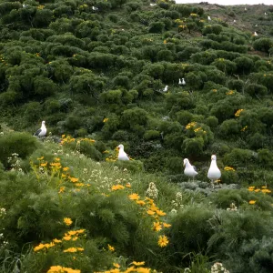 Middle Anacapa Island, Western Gulls, on Coreopsis Gigantea, Sheep Camp