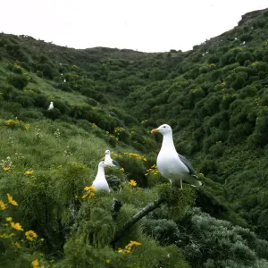 Middle Anacapa Island, Western Gulls, on Coreopsis Gigantea, Sheep Camp