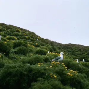 Middle Anacapa Island, Western Gulls, Sheep Camp