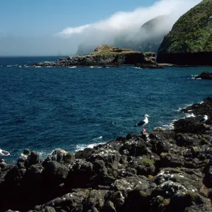 Middle Anacapa Island, looking East, Sheep Camp