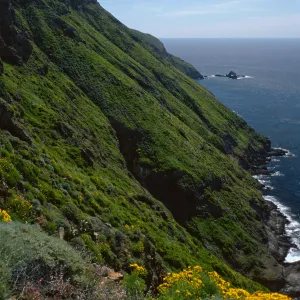 West Anacapa Island, S-facing slopes, West of summit