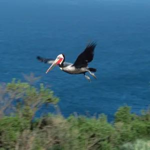 West Anacapa Island, Brown Pelican
