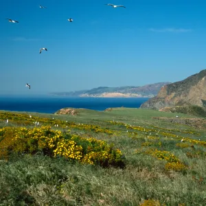 Middle Anacapa Island, looking West toward Santa Cruz Island, terrace