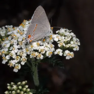 Butterfly on Achillea millefolium, SBBG