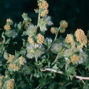 Ambrosia eriocentra, Mojave National Preserve, Vulcan Mine, Providence Mountains