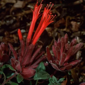 Monardella macrantha, SBBG