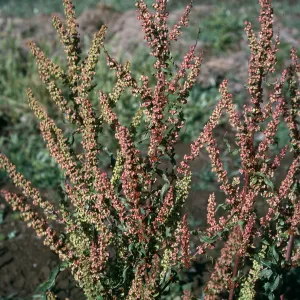 Rumex crispus, Santa Cruz Island, Prisoners Harbor