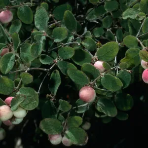 Symphoricarpos mollis, Santa Cruz Island, Portezuela Grade