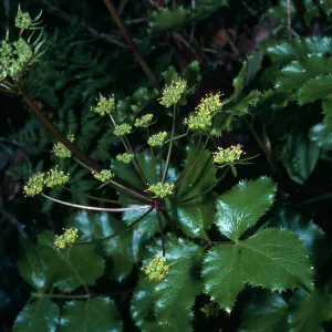 Tauschia arguta, 19 Oaks Trail, Santa Barbara County