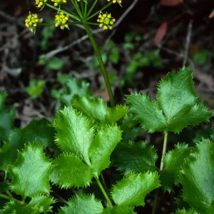 Tauschia arguta, 19 Oaks Trail, Santa Barbara