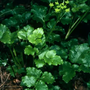 Tauschia arguta, Hollister Ranch