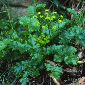 Tauschia arguta, Tunnel Trail