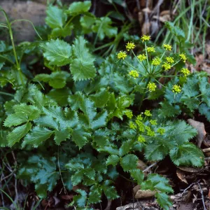 Tauschia arguta, Tunnel Trail