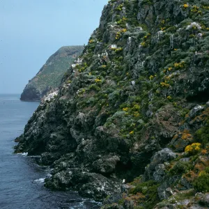 West Anacapa Island, onshore bluffs, just East of Rat Rock