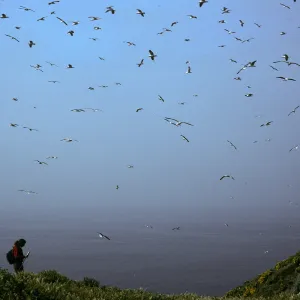 Middle Anacapa Island, seagulls & David Rosen, West of East Fish Camp