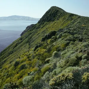 West Anacapa Island, S-facing slopes, East of Summit Peak, Encelia californica