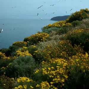 Middle Anacapa Island, Coreopsis, top of W-facing bluffs