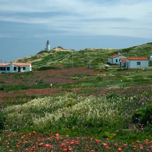 East Anacapa Island, NPS buildings, Malephora crocea