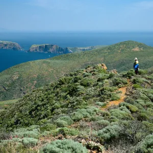 West Anacapa Island, ridgetop, East of Summit Peak