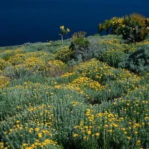 West Anacapa Island, Eriophyllum, N-facing slopes, West of Summit Peak