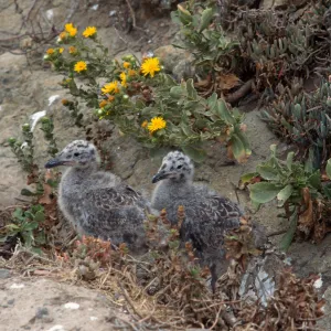 East Anacapa Island, young Western Gulls