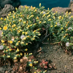Malacothrix squalida, Knife Edge, Middle Anacapa Island,MA-172