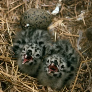 Middle Anacapa Island, gull chicks